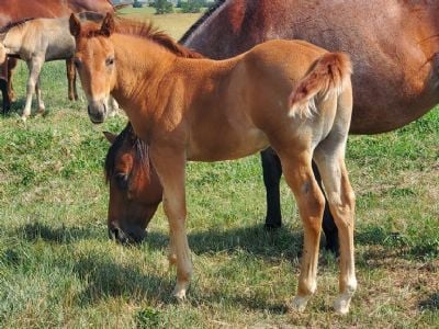 Paddys Gin Pluto JW <BR>AQHA 6370871